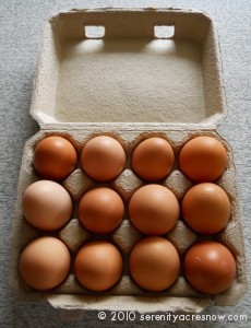 EggsInCarton