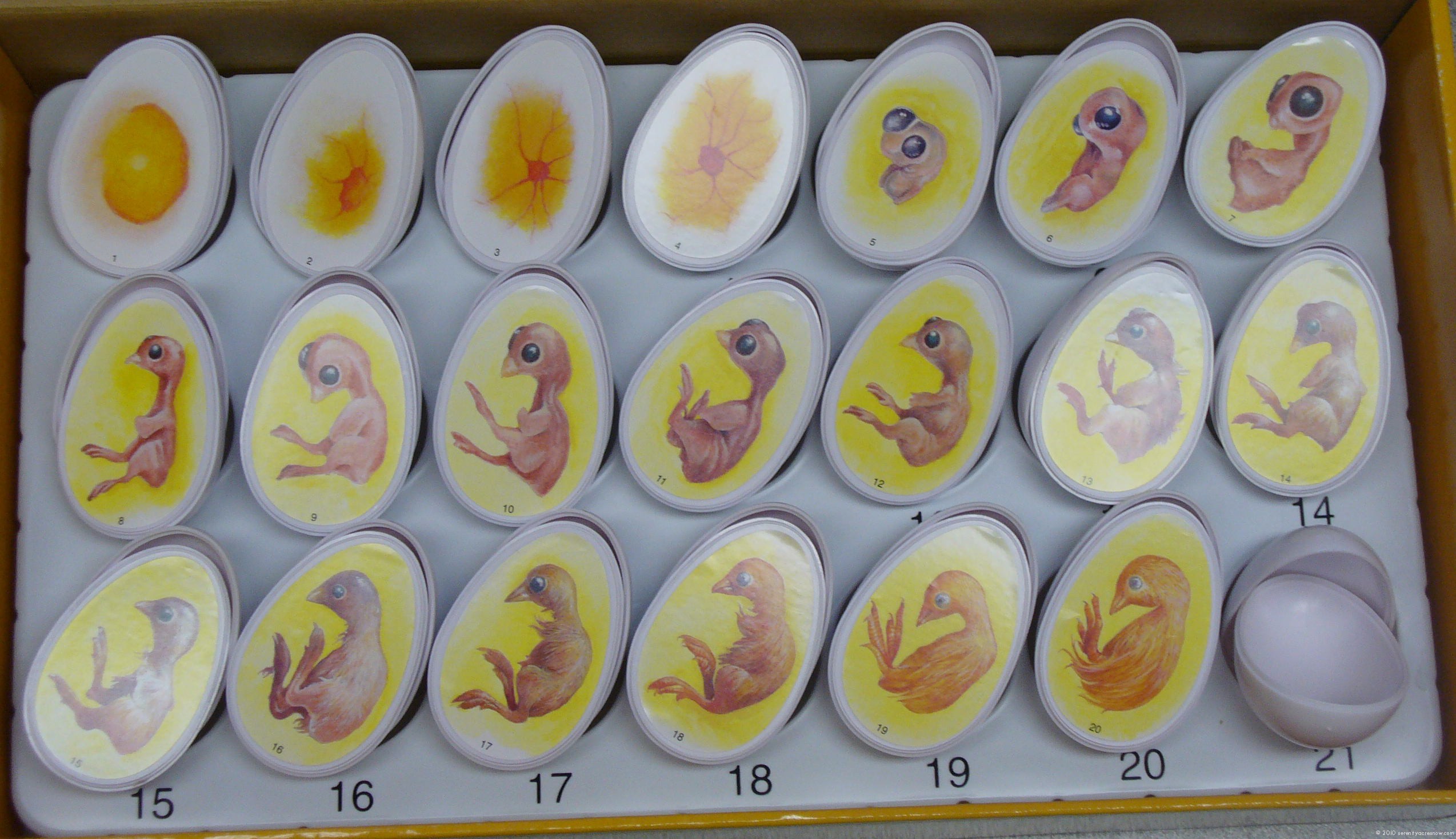 Chicken Egg Development Candling