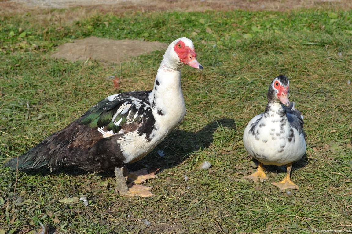 Duck Lessons