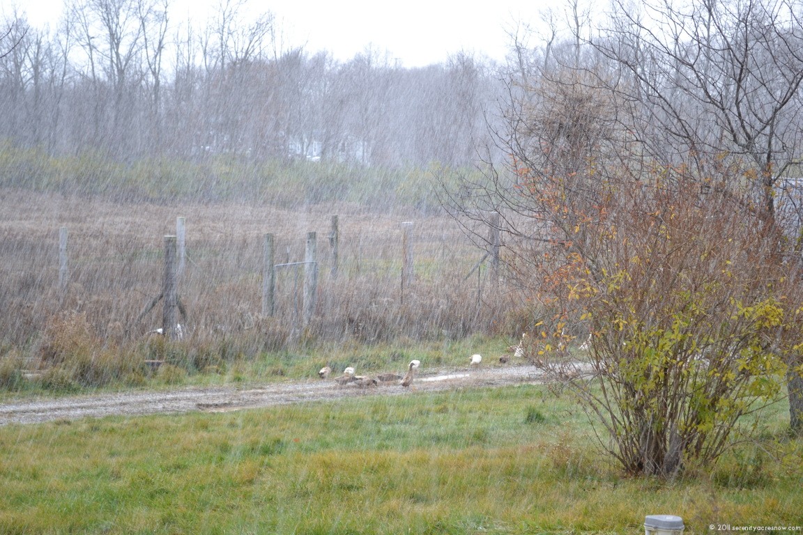 What the Hail?
