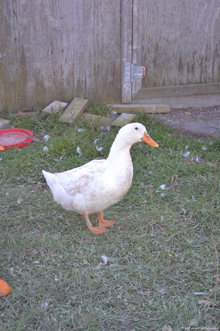 Friend Duck