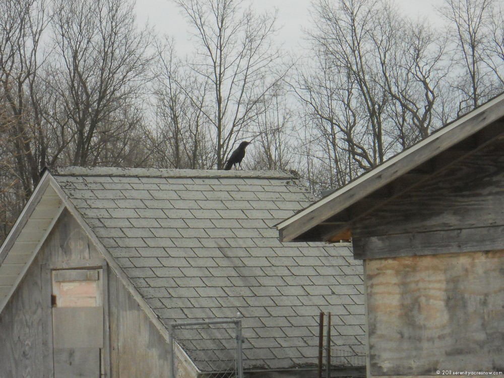 Our Crows
