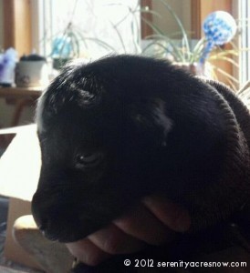Our Little Preemie Goat