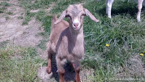 Baby Goat Time!