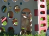 Lovie checking out Fort Caprine