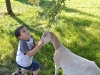 Our son assists Gidget with Maple leaf procurement