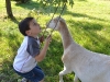 Our son assists Gidget with Maple leaf procurement