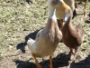 ducks3