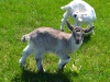 goatkids