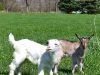 goats1