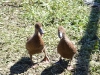 khakiducklings