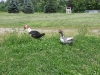 Muscovy Couple