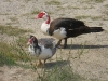 Muscovy Couple