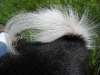 River\'s little skunk tail is killin\' me with it\'s cuteness