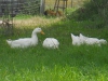 Pekin Ducks