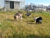 Baby goats in pasture behind the barn