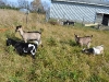 Baby goats in pasture behind the barn