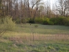 One of the red-winged blackbirds in our field