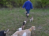 George leads the parade of goats