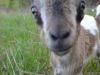 Buckling Twin #2 wants to know if the camera dispenses milk