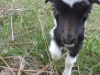 You get a lot of nose when you are trying to take goat photos