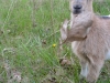 One of the twin bucklings munching a leaf