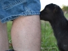 Willow still has to check to see if dad\'s knee dispense milk, though. 