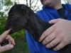 Willow checks my finger for milk