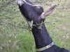 Goats prefer, if possible, to eat things at head height or above. 