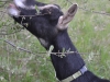 Heidi demonstrates nomming the yum=yum bush