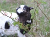 BJ\'Jr won\'t let the thorns thwart him, either! 