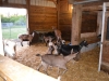 The barn all cleaned out! 