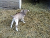 Badger outside