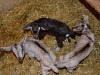 Badger is on the far right, white spot on his head
