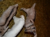 Badger is on the far right, white spot on his head