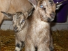Badger and his sister; he is on the right. 