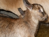 Badger and his sister, he is in the front. 