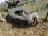 Wash and Inara chase around the tire