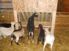 The goats inspect the finished project