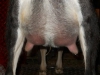 Heidi\'s Udder