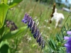 One of the prettier wildflowers around here.