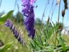 Love the purple blooms!