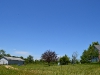 Circling over our property and our neighbors. 