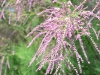 Smoke Bush Blooms