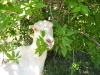 Gidget noms some Forsythia