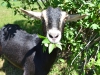 Heidi noms some Forsythia