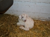 Lovie\'s Boy