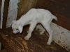 Lovie\'s Boy