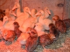 2 week old Indian Runner Ducks & 4 week old RIR\'s, Buff Orps, and Easter Eggers