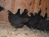 8 week old Australorp & Jersey Giant chicks